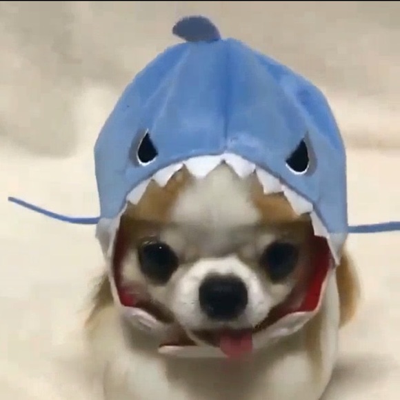 Meet your Posher, Howie - Picture 1 of 1